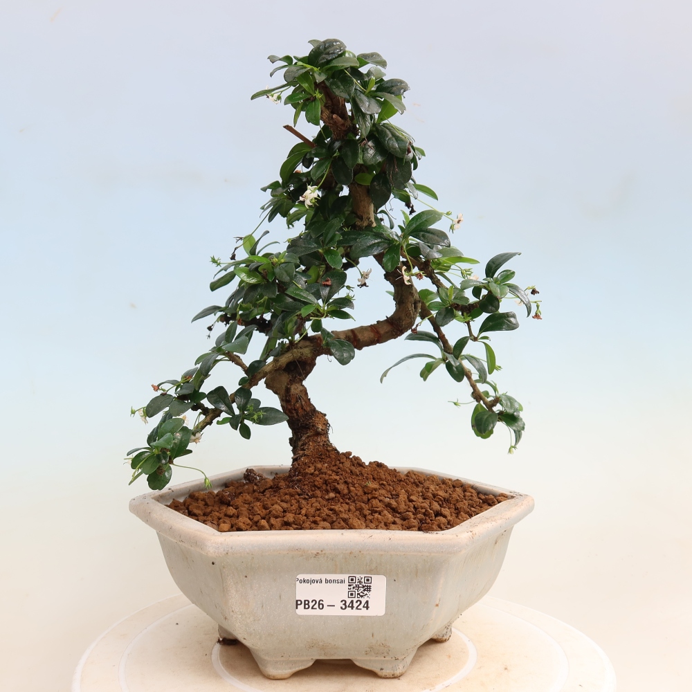 Bonsai pokojowe - Carmona macrophylla - Tea fuki
