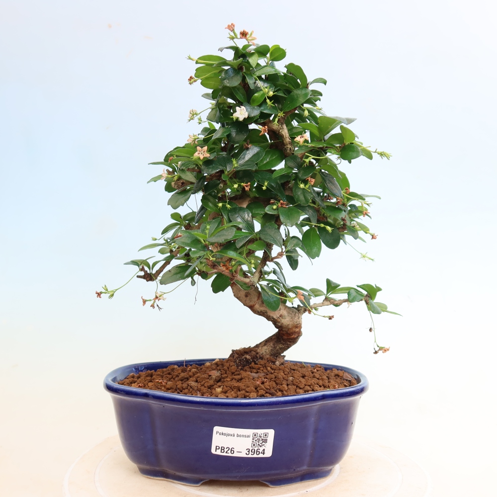 Bonsai pokojowe - Carmona macrophylla - Tea fuki