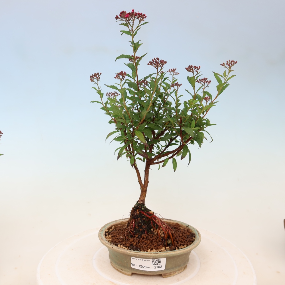 Bonsai ogrodowe – spirea japońska – Spirea japonica Anthony Waterer