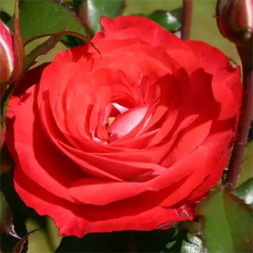 Bonsai na zewnątrz - Rosa Kordes - róża 