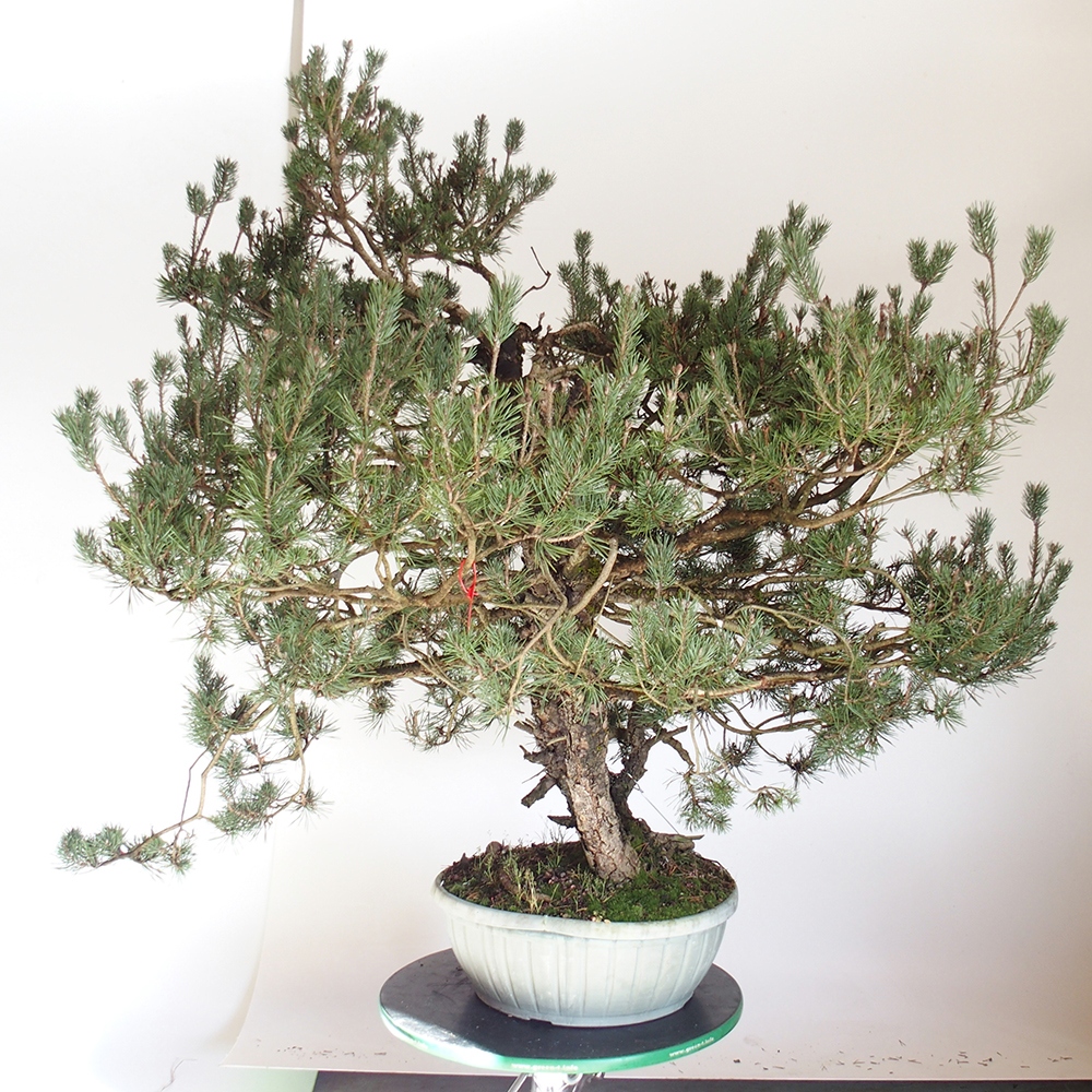 Yamadori - Pinus sylvestris Hiszpania