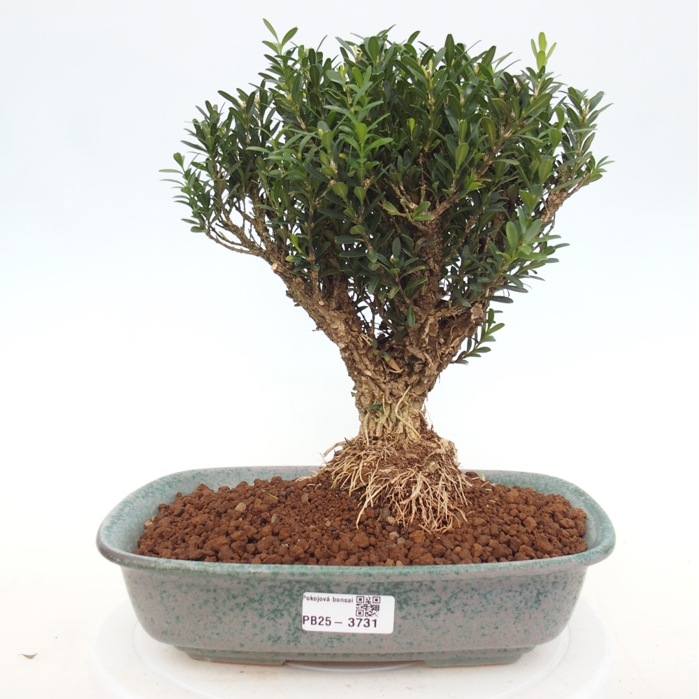 Pokój bonsai - Buxus harlandii - buxus korkowy