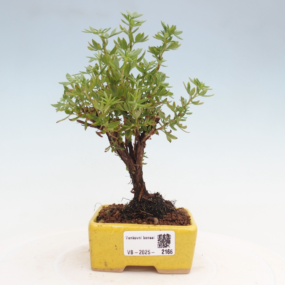 Outdoor bonsai-Pięciolistnik - Potentila fruticosa żółty Ptak