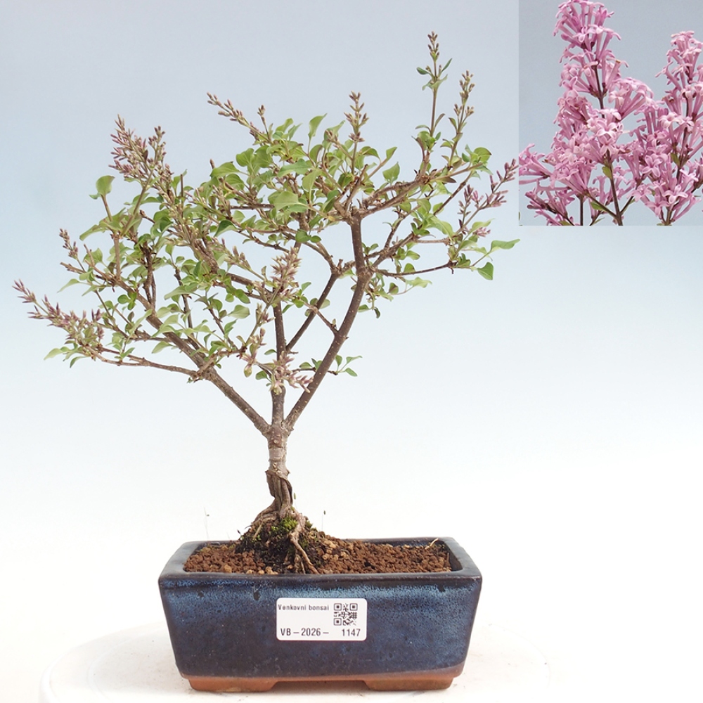 Outdoor bonsai - Syringa Meyeri Palibin - Lilak Meyera
