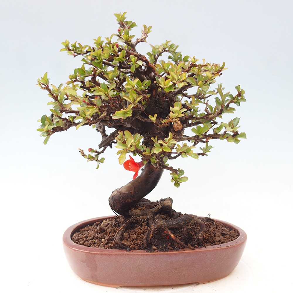 Bonsai zewnętrzne - Chaneomeles speciosa - Pigwa