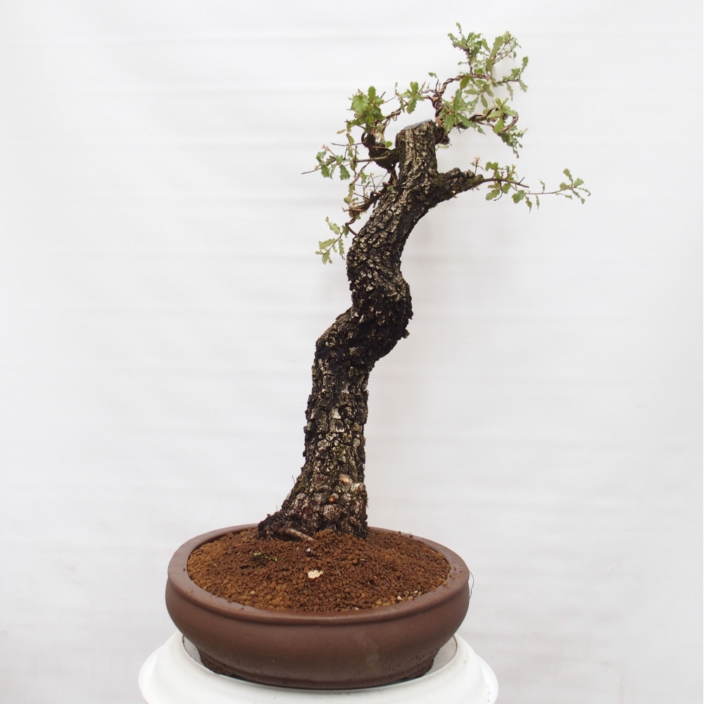 Yamadori - Quercus Ilex - Dąb ostrokrzewowy