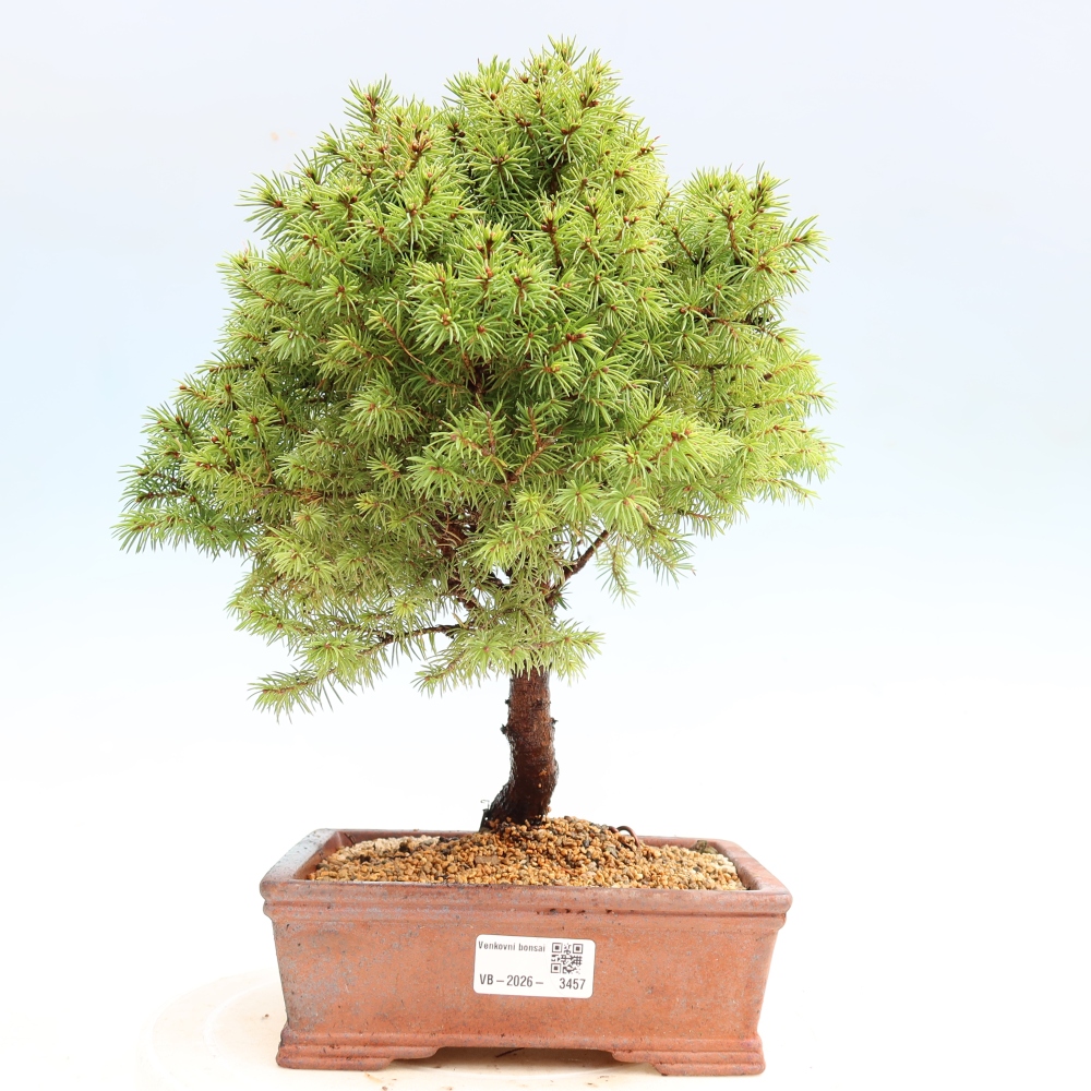 Bonsai ogrodowe – Świerk szary – Picea glauca globe