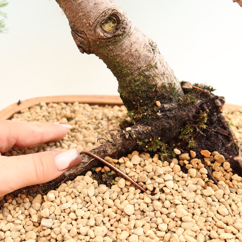 Bonsai ogrodowe – Pinus mugo Humpy – sosna karłowata