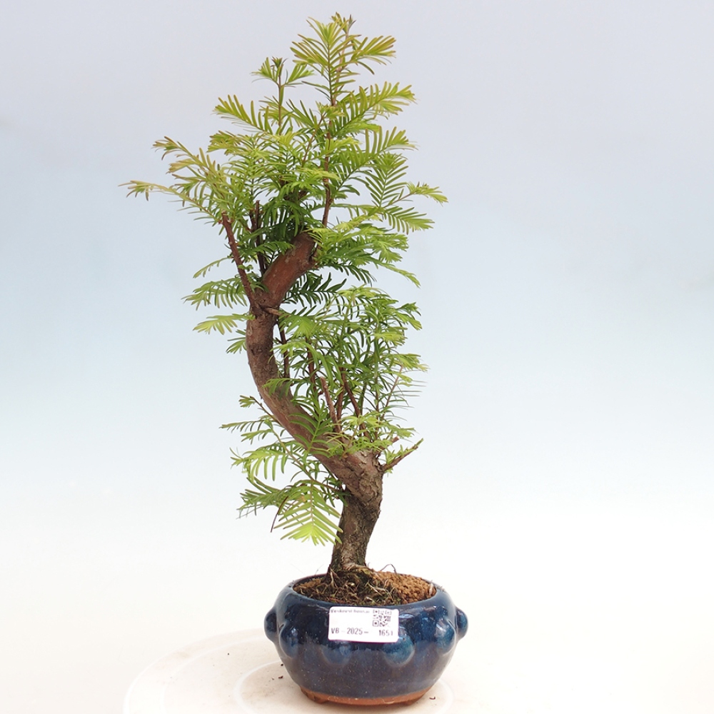 Outdoor bonsai - Metasequoia glyptostroboides - chińskie metasekvoje