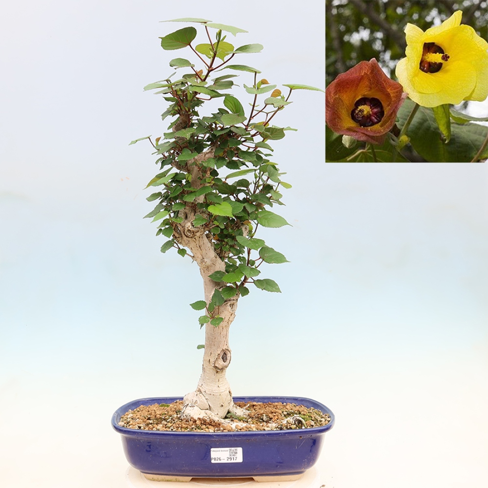Bonsai domowe - Hibiscus tiliaceus - Hibiskus morski