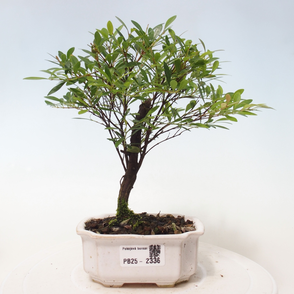 Pokój bonsai - Syzygium - Pimentovník