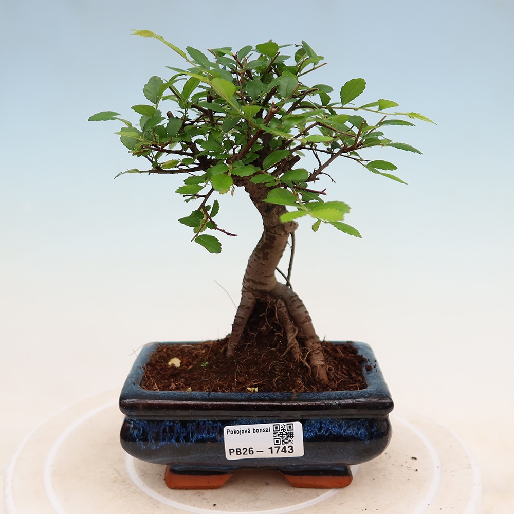 Pokój bonsai - Ulmus parvifolia - Wiąz drobnolistny