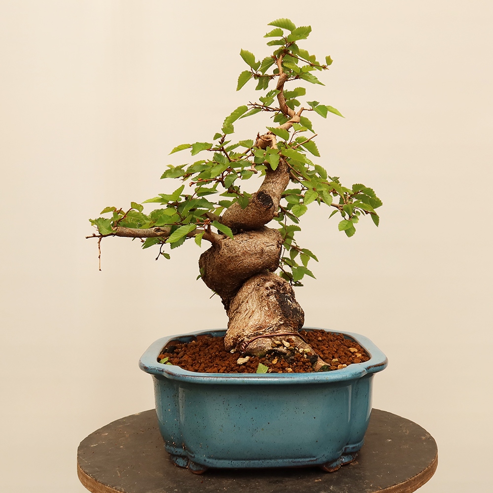 Bonsai plenerowe - Carpinus Coreana - grab koreański