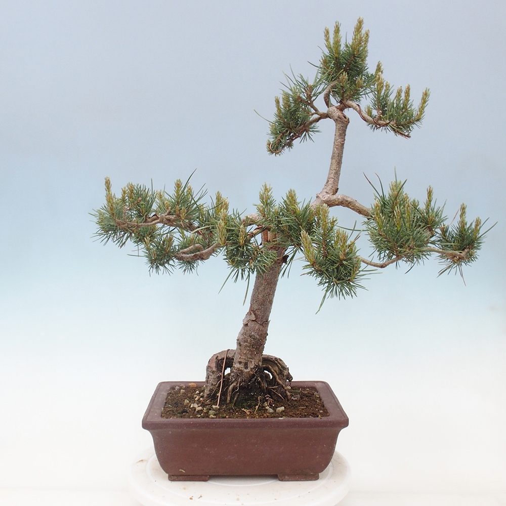 Outdoor bonsai - Pinus Sylvestris - sosna zwyczajna