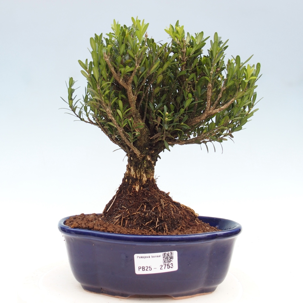 Kryty bonsai - Buxus harlandii - Bukszpan korkowy