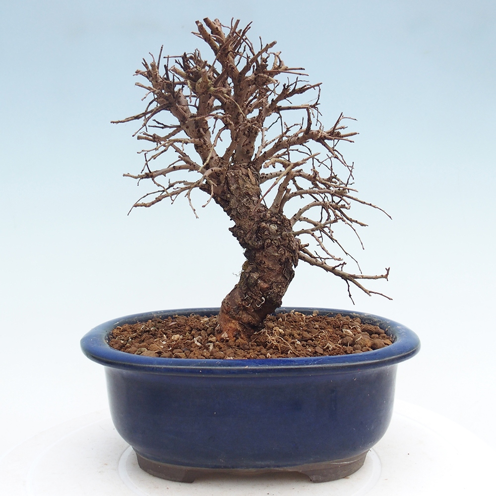 Bonsai zewnętrzne - Zelkova - Zelkova NIRE
