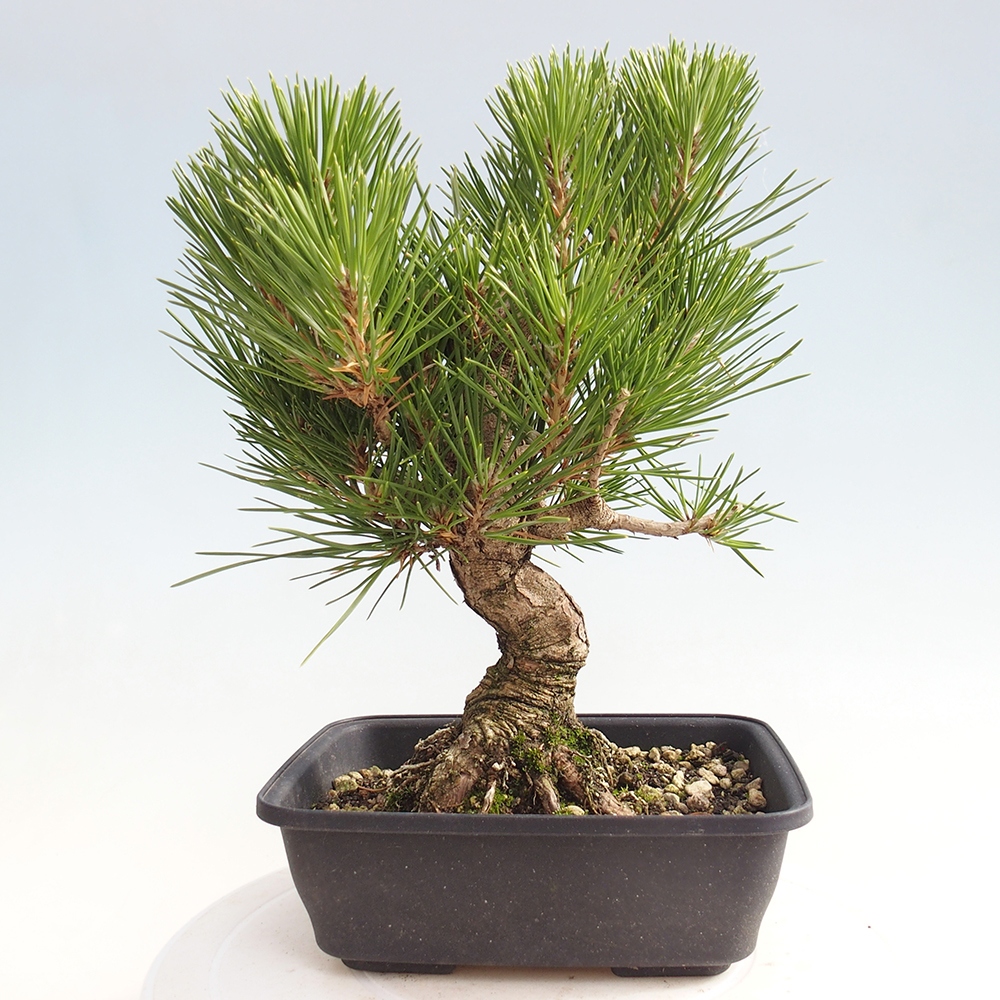 Outdoor bonsai - Pinus thunbergii - sosna Thunberga