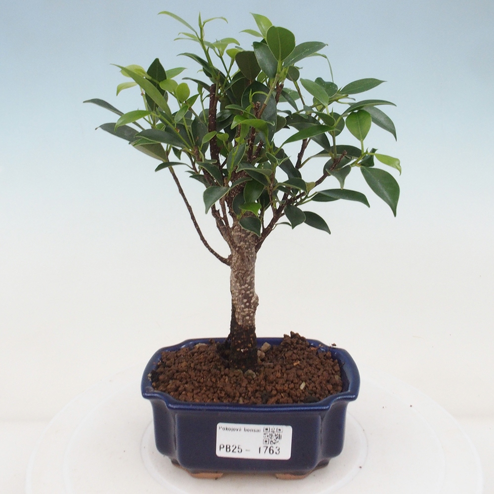 Pokojová bonsai - Ficus retusa - malolistý fíkus