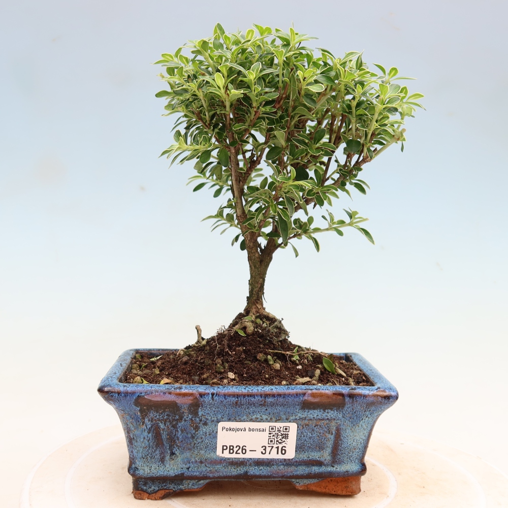 Bonsai pokojowe – Serissa foetida Variegata – Drzewo tysiąca gwiazd