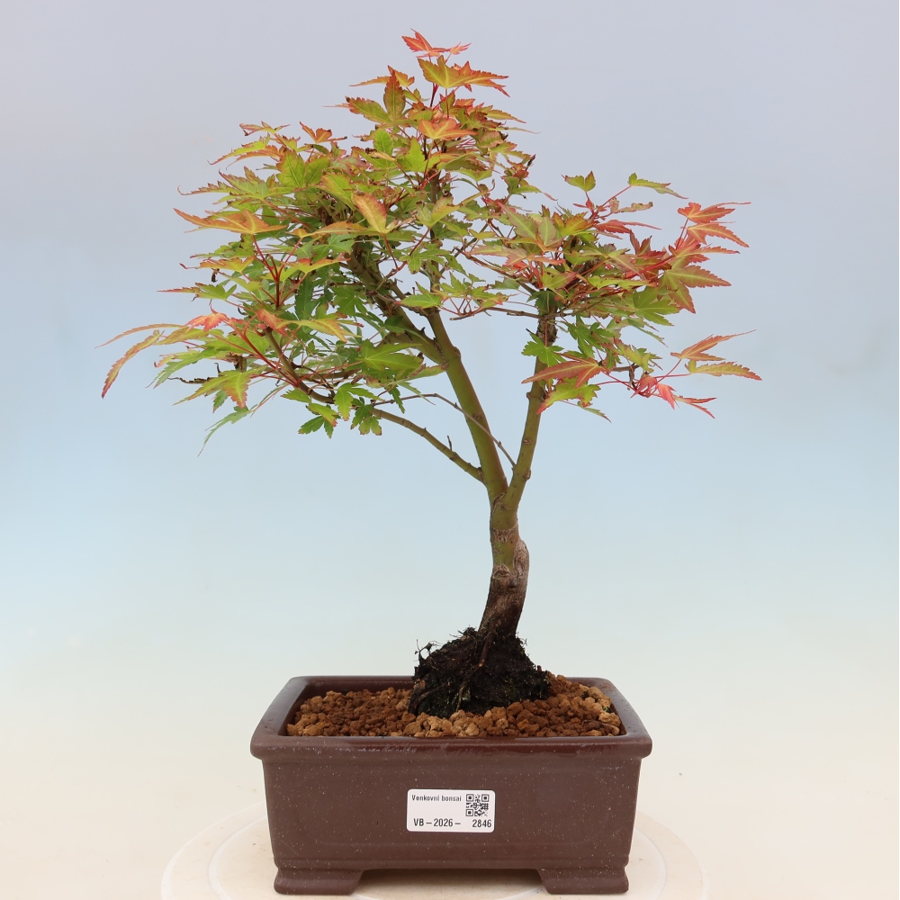 Klon pospolity - Acer palmatum Beni Tsukasa