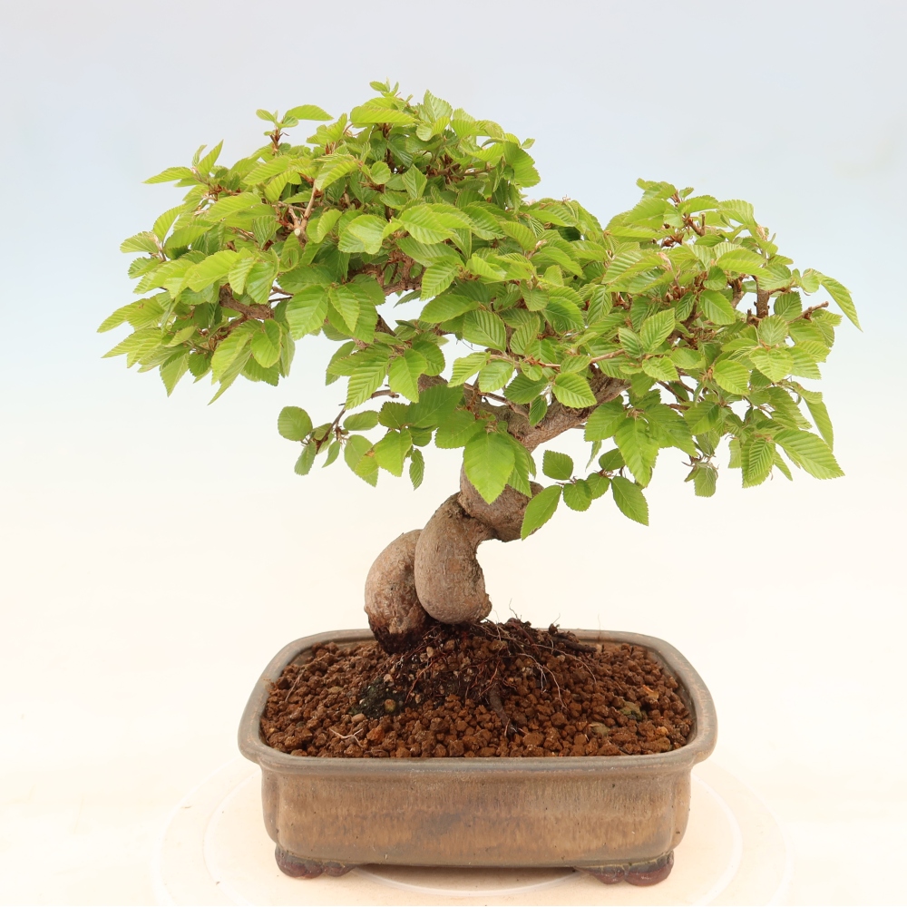 Outdoor bonsai - Carpinus coreana - grab koreański