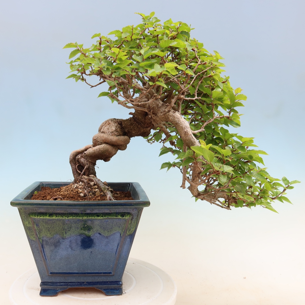 Outdoor bonsai - Carpinus coreana - grab koreański