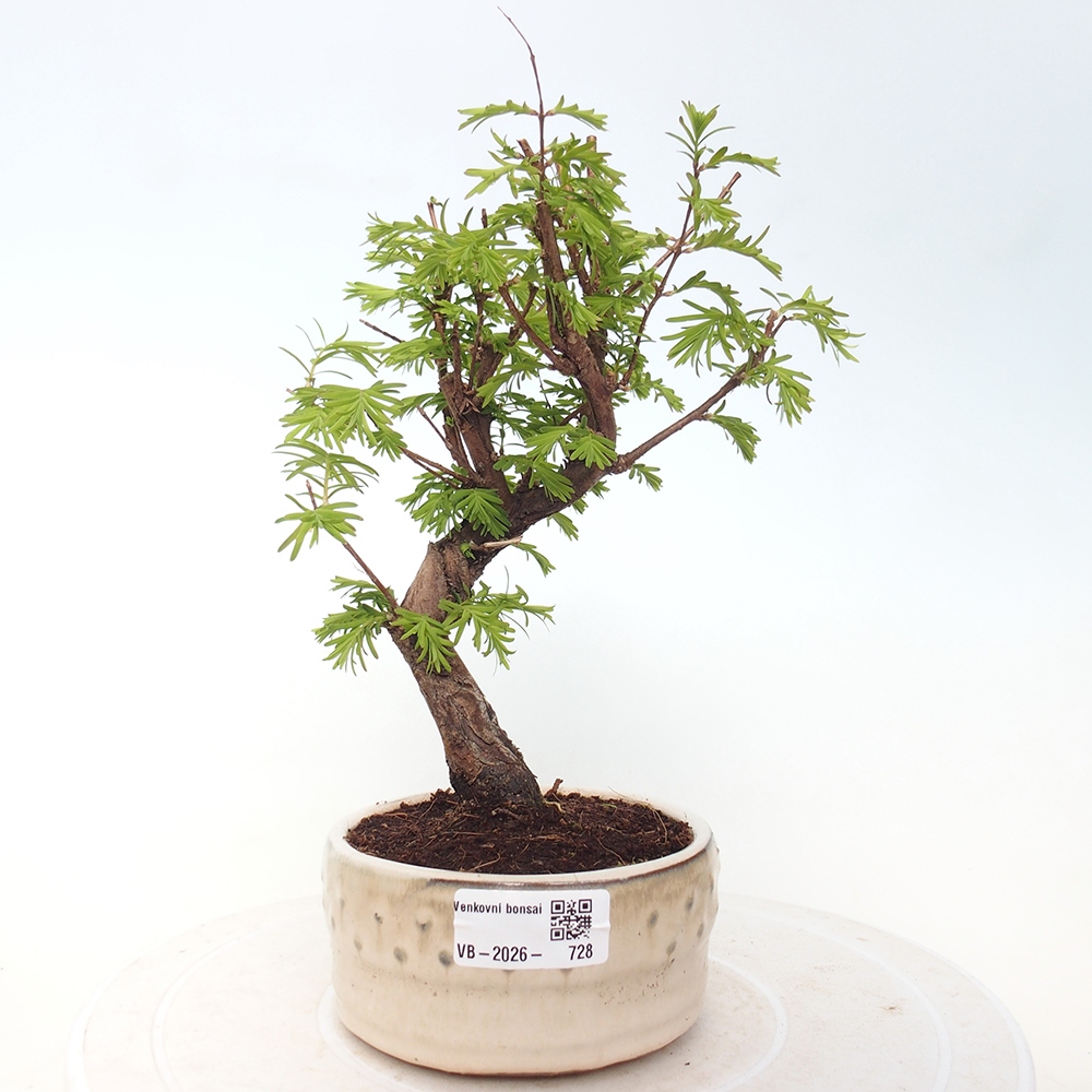 Outdoor bonsai - Metasequoia glyptostroboides - Metasekwoja chińska