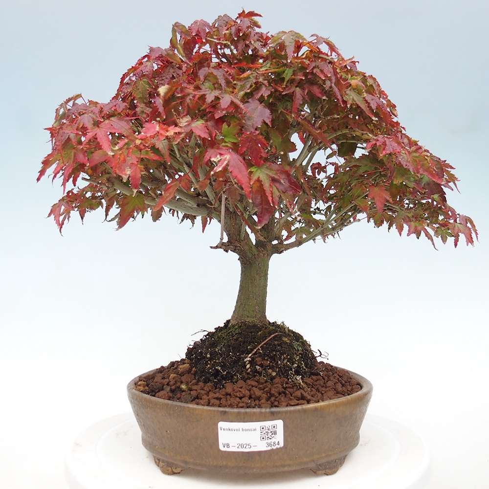 Acer palmatum KIOHIME - klon palmowy