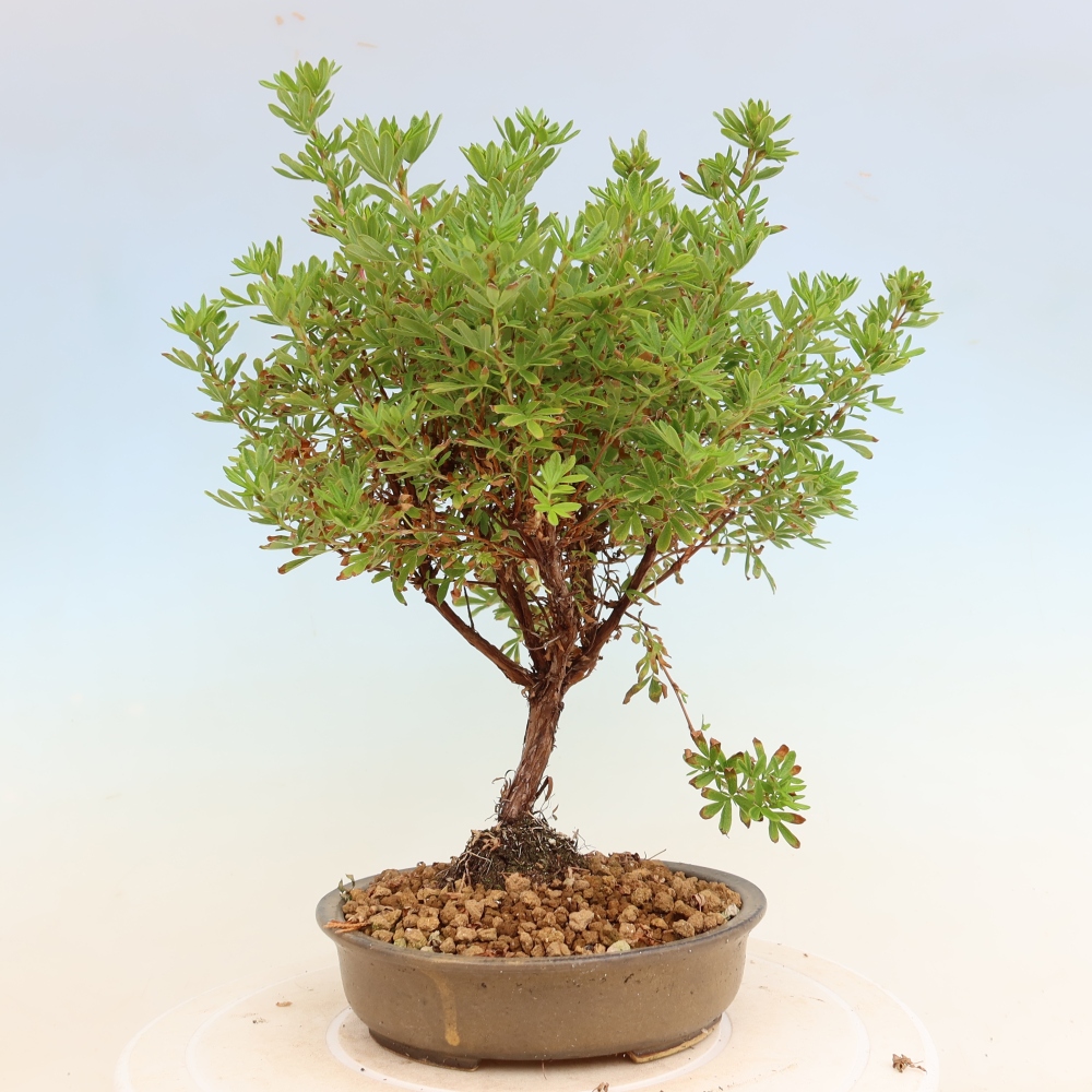Bonsai ogrodowe – Potentilla fruticosa – Bellissima