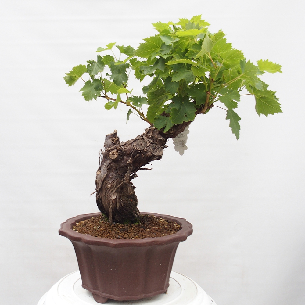 Bonsai plenerowe - Vitis vinnifera MUSKAT ITALIA  - Winorośl