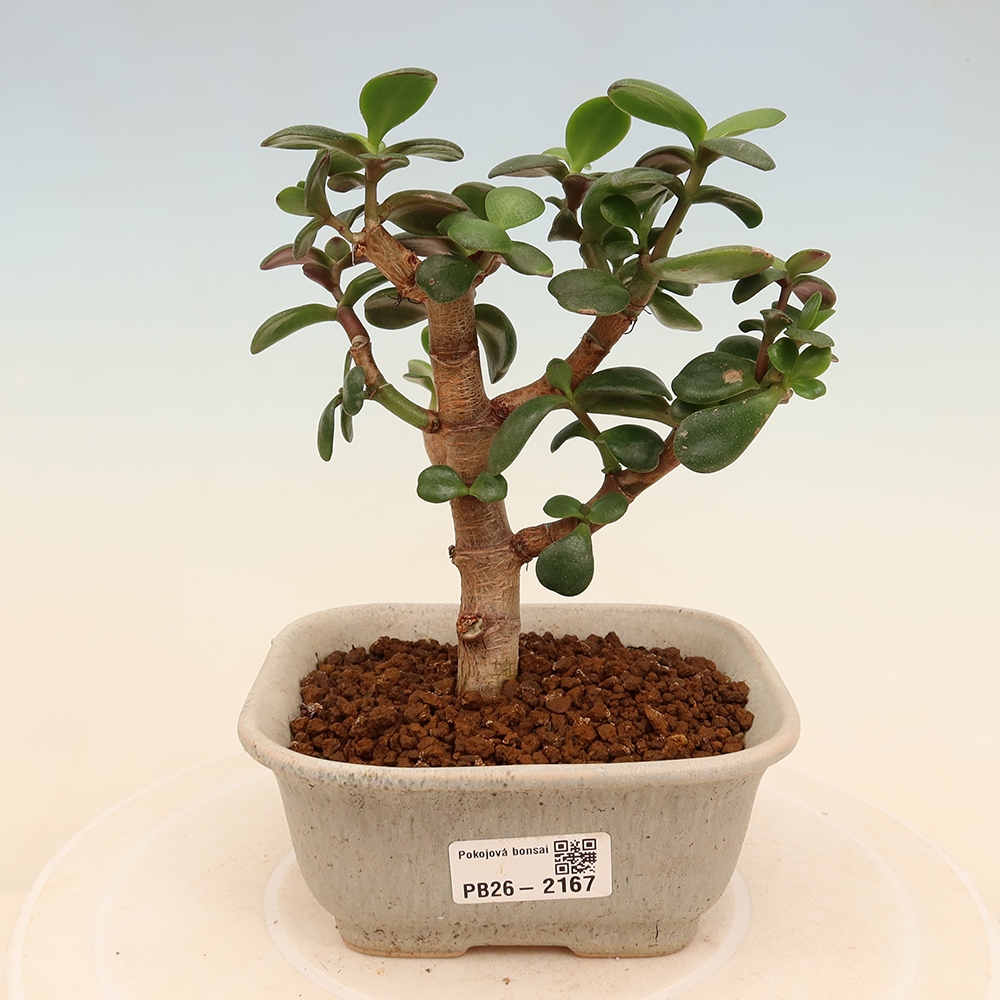 Pokój bonsai - Portulakaria Afra - Tlustice