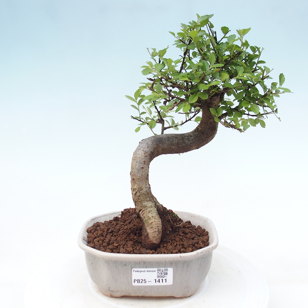 Bonsai wewnętrzne - Ulmus parvifolia - Wiąz drobnolistny
