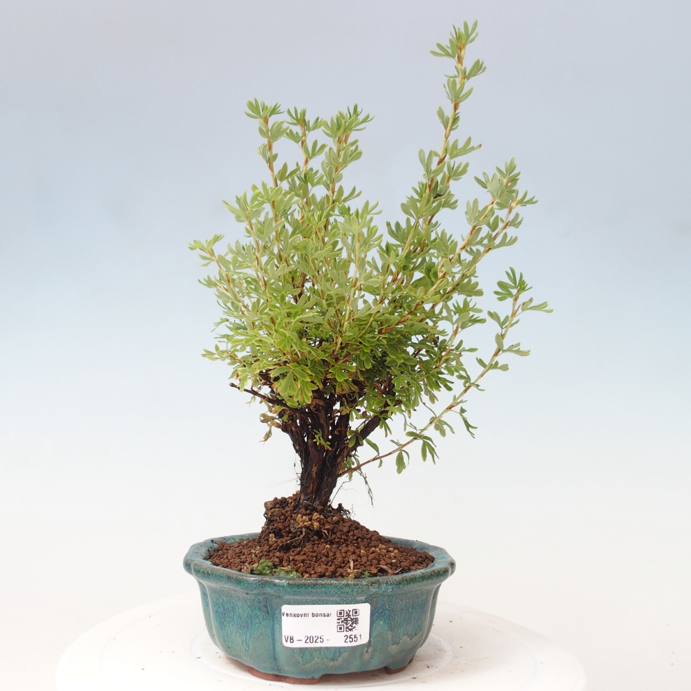 Outdoor bonsai-Pięciolistnik - Potentila fruticosa żółty Ptak