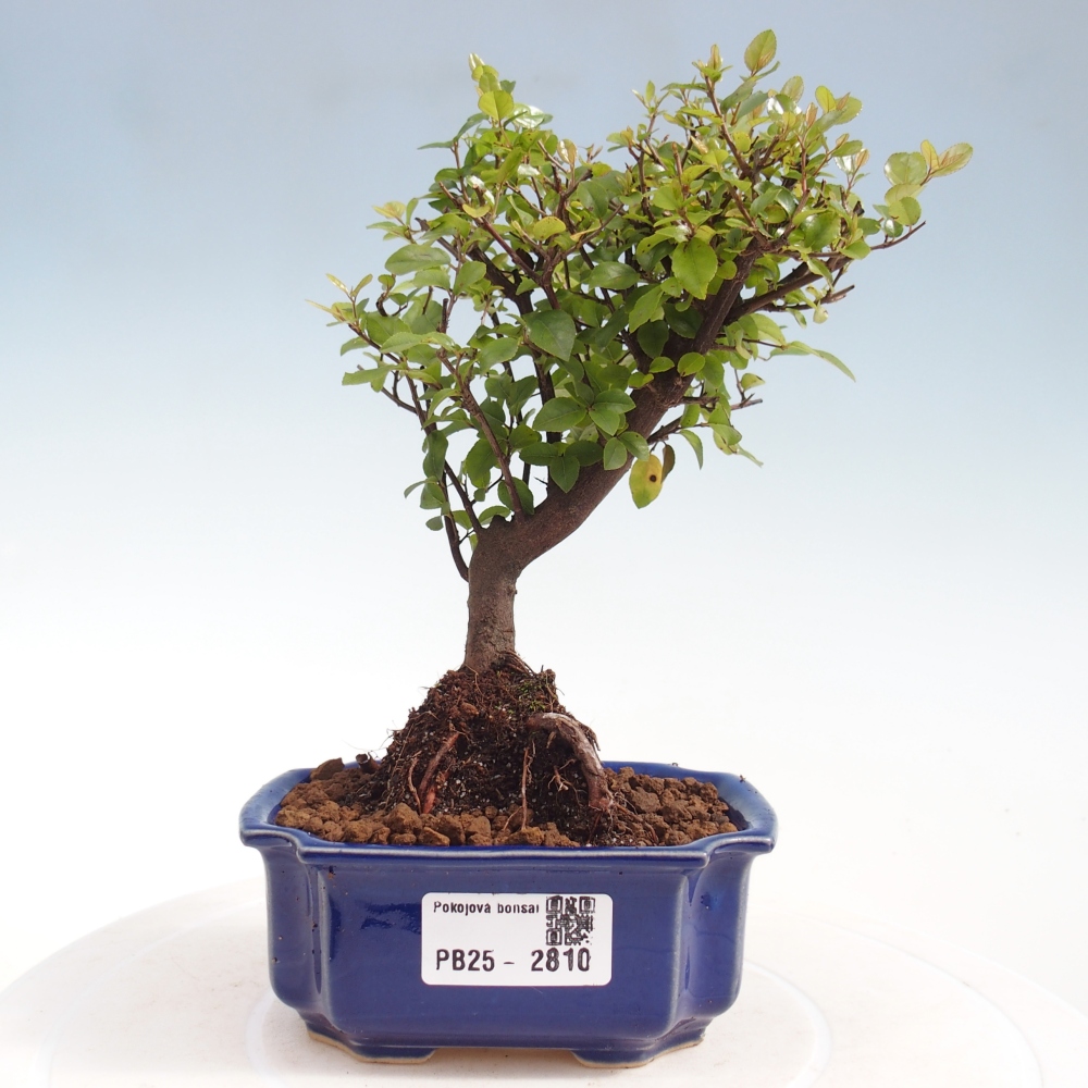 Kryty bonsai - Sagerécie thea - Sagerécie thea