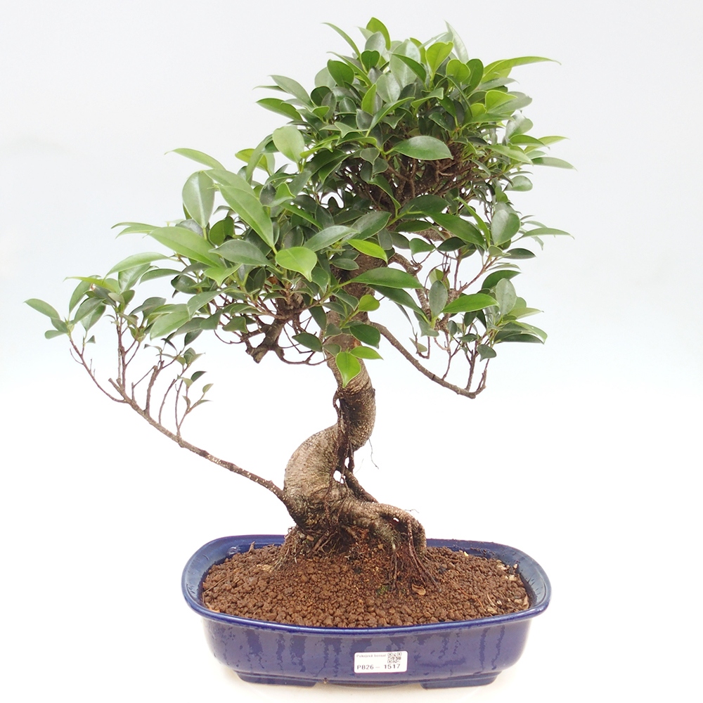 Pokój bonsai - Ficus kimmen - figowiec drobnolistny