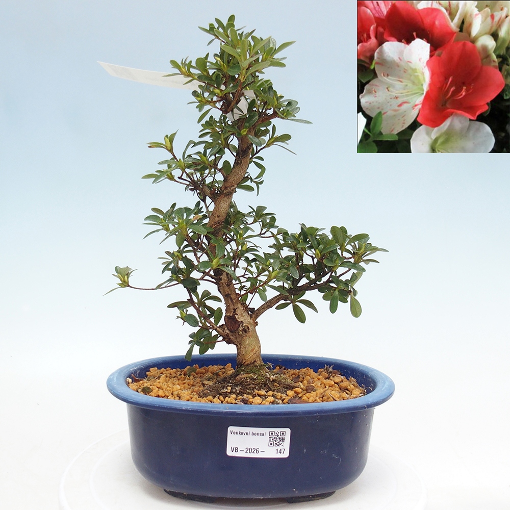 Bonsai zewnętrzne - Azalia japońska - Azalia Asahi-no-izumi