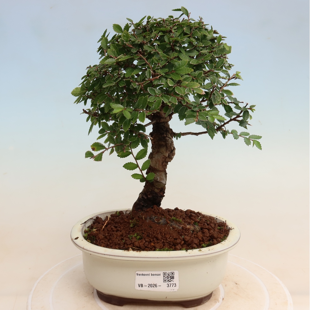 Bonsai zewnętrzne - Zelkova - Zelkova NIRE