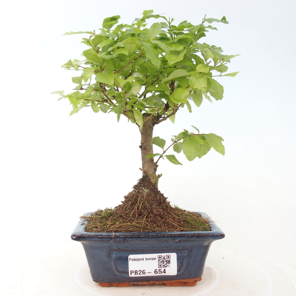 Pokój bonsai - Ligustrum chinensis - Dziób ptaka