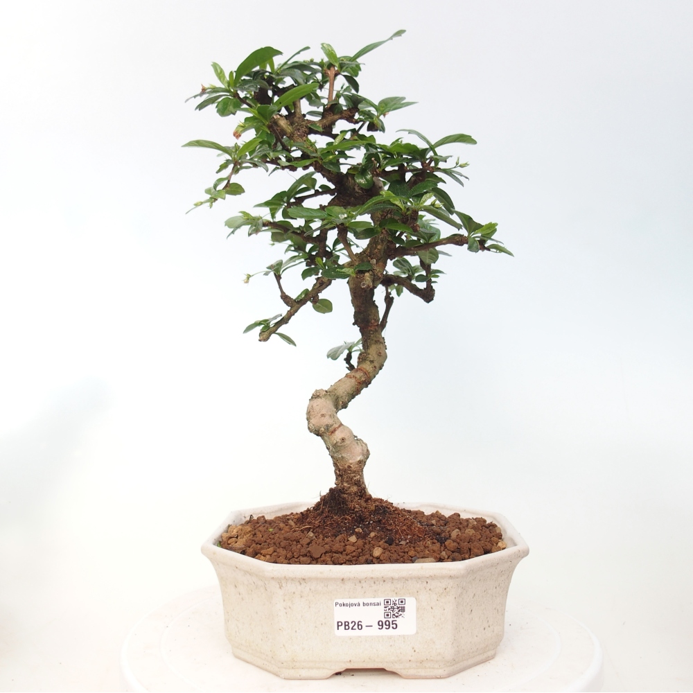 Bonsai pokojowe - Carmona macrophylla - Tea fuki