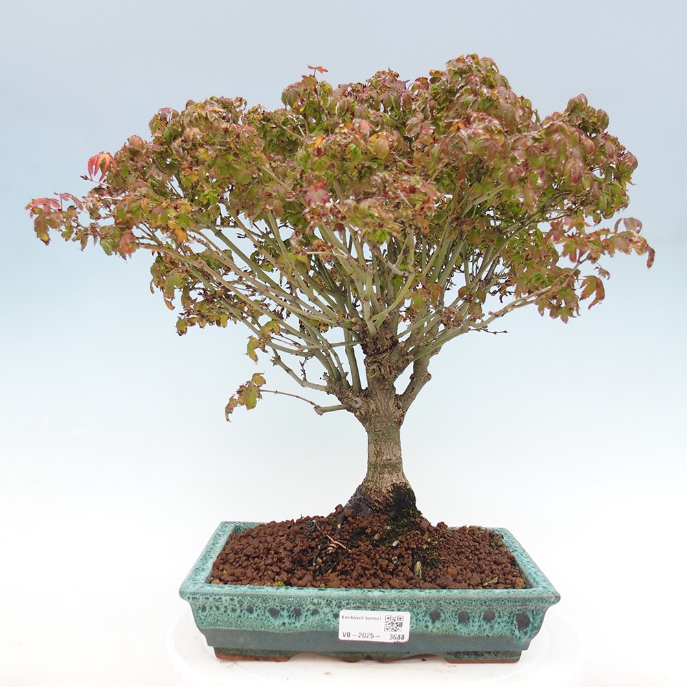 Acer palmatum KIOHIME - klon palmowy