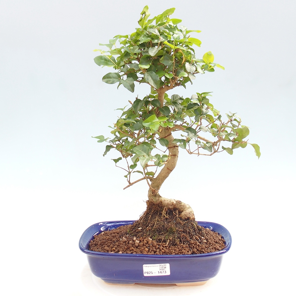 Pokój bonsai -Ligustrum chinensis - Ptasie oko