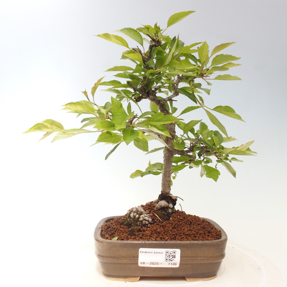 Outdoor bonsai - Prunus spinosa - tarnina