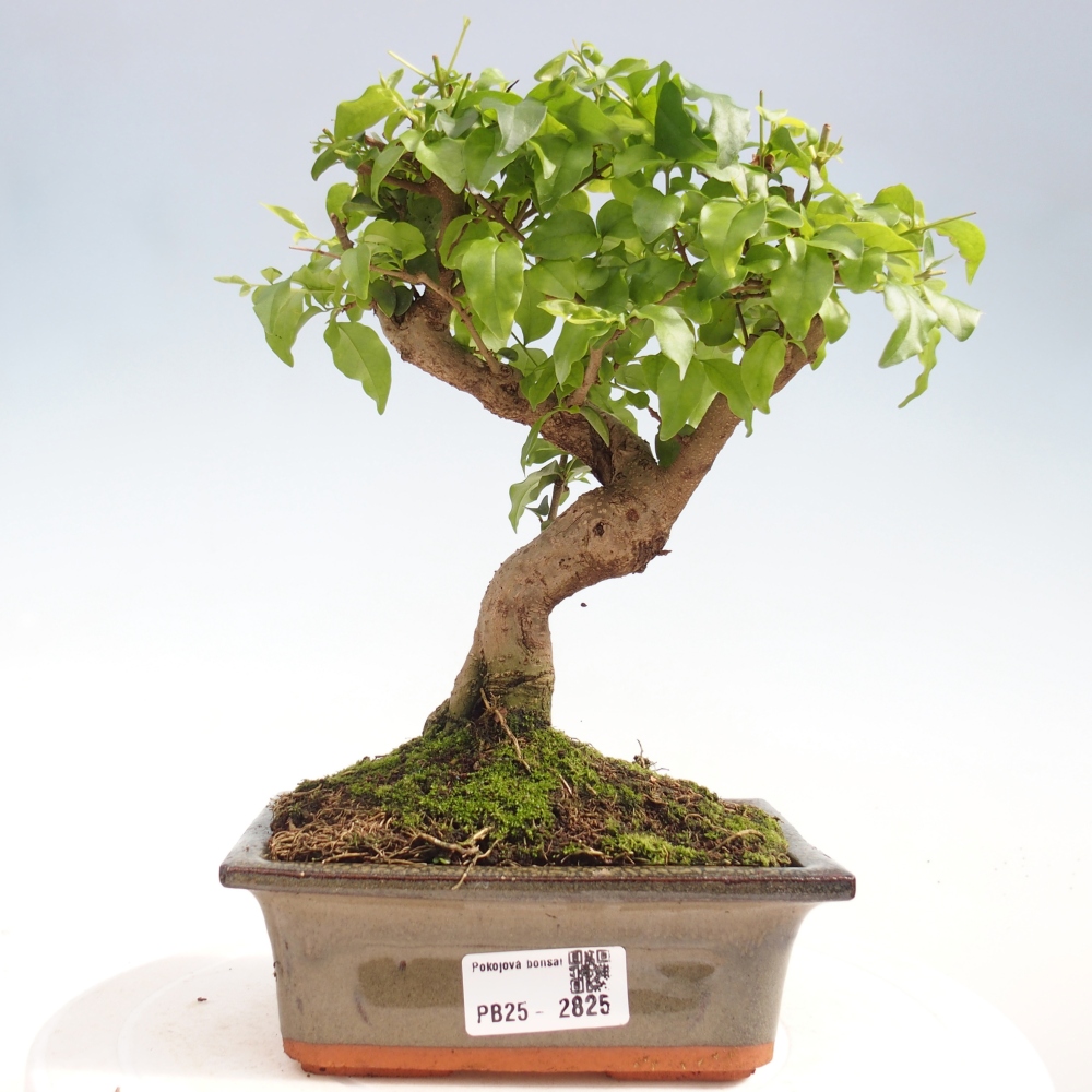 Kryte bonsai - Ligustrum chinensis - widok z lotu ptaka