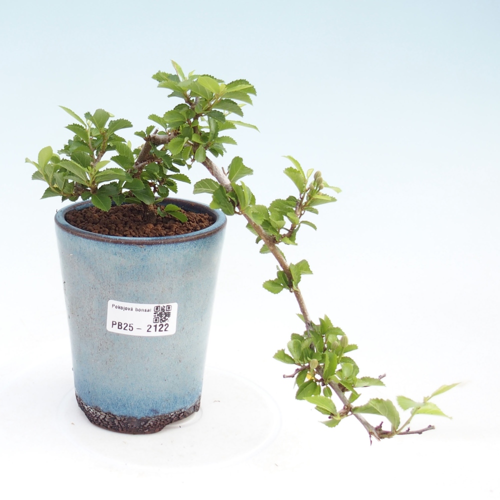 Kryty bonsai - Grewia occidentalis - Lawendowa gwiazda