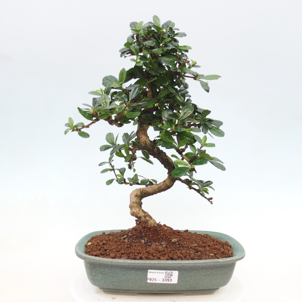 Bonsai pokojowe - Carmona macrophylla - Tea fuki