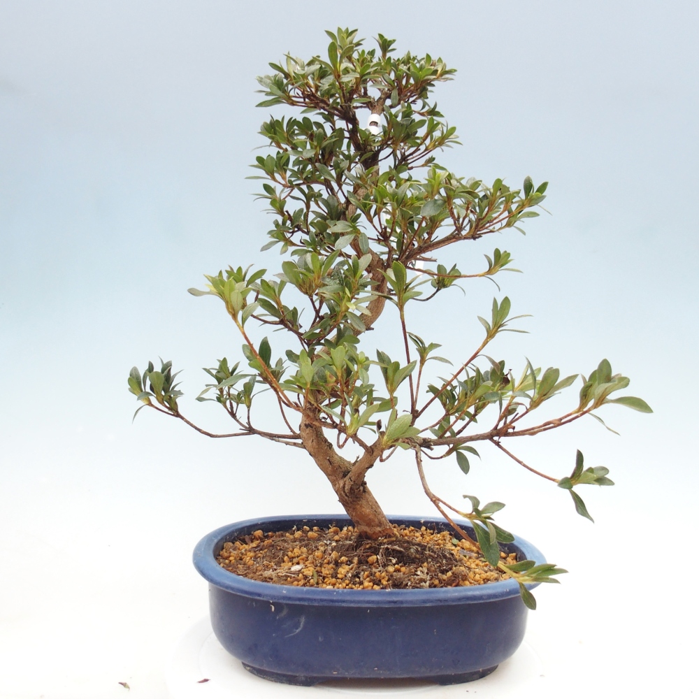 Bonsai zewnętrzne - Azalia japońska - Azalia Senhime