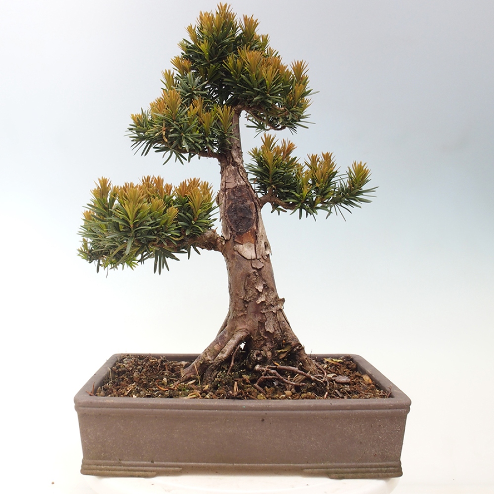 Bonsai na zewnątrz - Taxus cuspidata - cis japoński