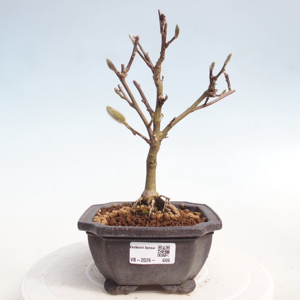 Bonsai na zewnątrz - Magnolia stellata