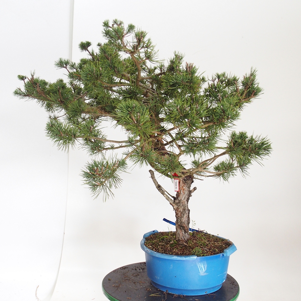 Yamadori - Pinus sylvestris Hiszpania