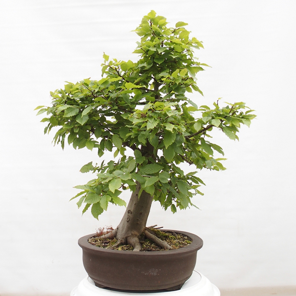 Bonsai zewnętrzne - Grab - Carpinus betulus